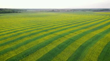 Aerial Forward Kırsal Alan Sarı Tecavüz Ve Yeşil Buğday Şeritler ile Dikilen
