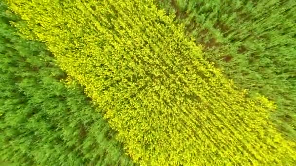 Campo agrícola de florecientes rayas amarillas y canola verde aérea subiendo — Vídeo de stock