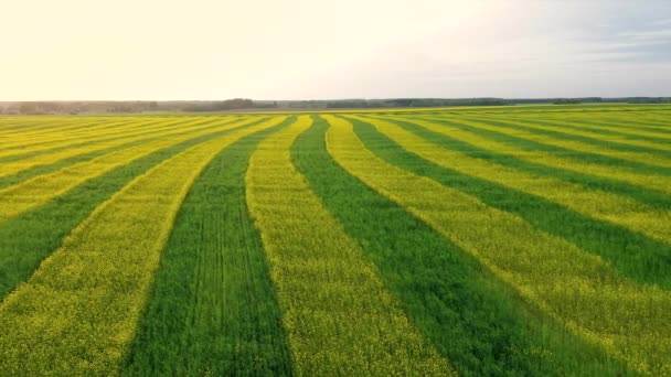 Luchtfoto landbouw veld beplant met gele en groene strips van verkrachting — Stockvideo