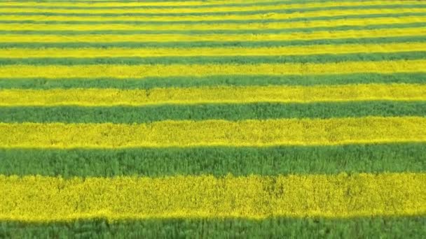 Muitas tiras de colza florescendo amarelo e verde no campo agrícola aéreo — Vídeo de Stock