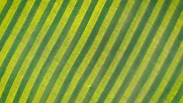 Zebra Pattern Of Green and Yellow Stripes Of Bloom Rape In Agricultural Field — стоковое видео