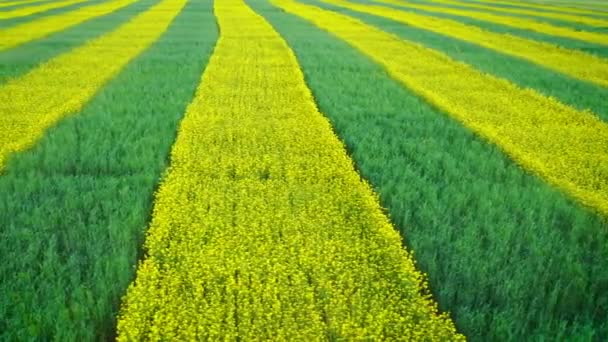Field Of Rapeseed And Wheat Planted With A Zebra Striped Yellow And Green Aerial — Stock Video