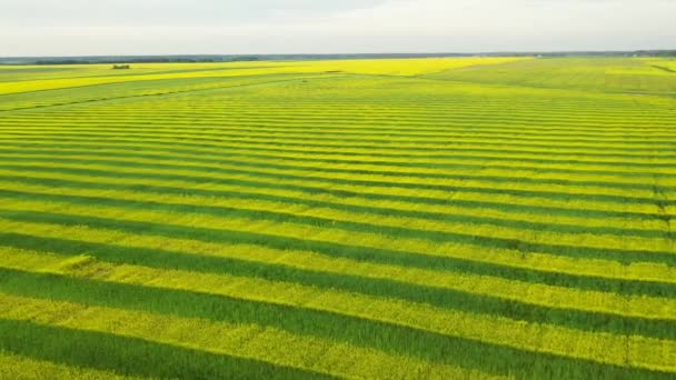 Žluté a zelené linie Kanoly a pšenice v zemědělském poli vzdušnou dopředu — Stock video