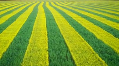 Kırsal alan sarı tecavüz ve yeşil buğday hava dan hatları ile dikilen ileri