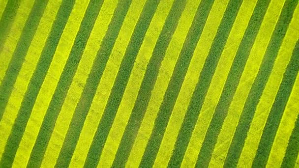 Gelbe und grüne Linien auf landwirtschaftlichen Feld Antenne nach unten und Drehen hypnotisierend — Stockvideo