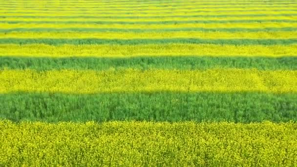 Campo agrário de estupro amarelo e linhas plantadas de trigo verde antena para trás e para cima — Vídeo de Stock