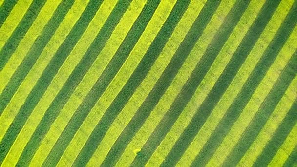 Lignes parallèles vertes et jaunes de canola de modèle de zèbre fleurissent dans le champ agricole 