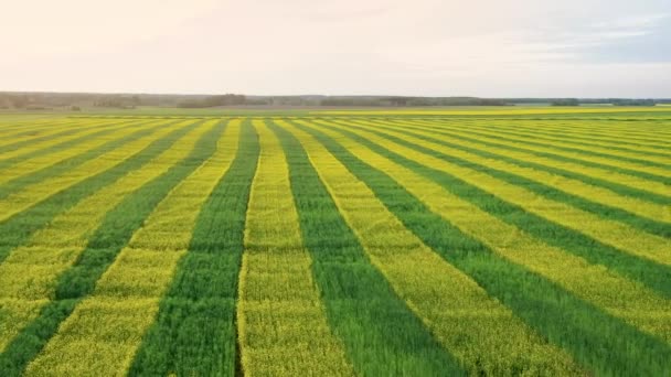 Légi megtekintése vidéki terület ültetett sárga és zöld párhuzamos vonalak a repce — Stock videók