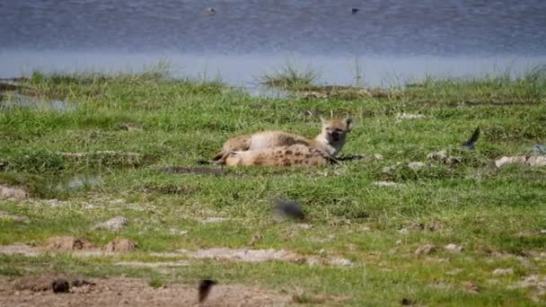 Weibliche Hyäne füttert Welpenbaby in afrikanischer Ebene — Stockvideo