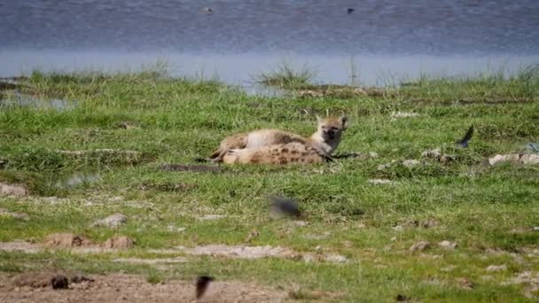 Vrouwelijke hyena voeden melk Baby Puppy liggend in Afrikaanse Plain — Stockvideo