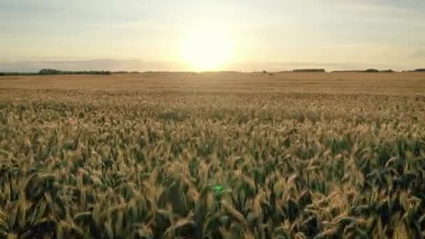 Aéreo rápido volando sobre orejas doradas trigo vasto campo de cultivo al atardecer — Vídeos de Stock