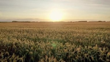 Hava hızlı Back Over altın kulakları buğday geniş alan tarım arazi gün batımı