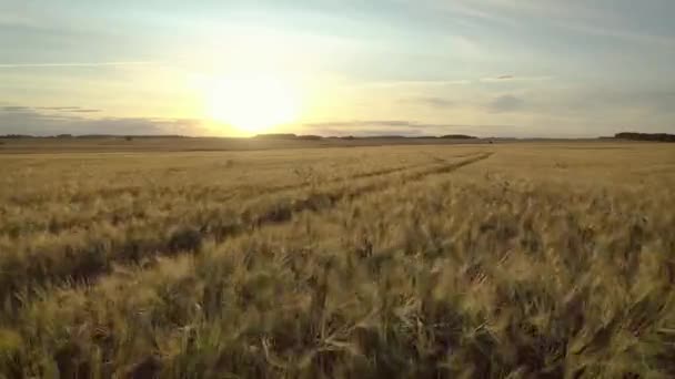 Воздушный полет над желтым золотым пшеничным полем встретит закат солнца — стоковое видео