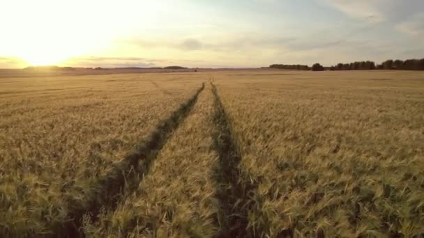 Aérea sobre el camino que va a la distancia en el campo de trigo amarillo grande en el atardecer de oro — Vídeos de Stock