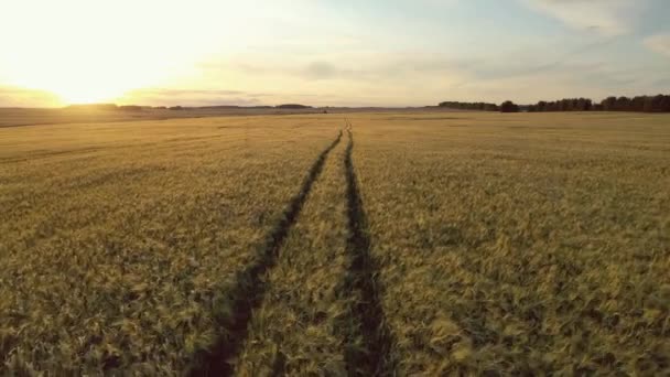Воздушный пролет по дороге, идущей вдаль на обширном желтом пшеничном поле на золотом закате — стоковое видео