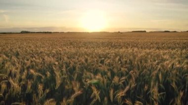 Gün batımı at sarı kulakları olgun buğday geniş tarım alanı üzerinde havadan uçan yan