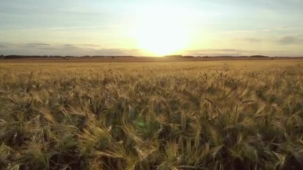 Luchtbeweging voorwaarts over gele rijpe oren tarwe uitgestrekte agrarisch veld bij zonsondergang — Stockvideo