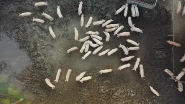 Çılgın ev domuzları çiftlik havadan Paddock kararsız çalışıyor