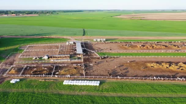 Paddocks з коровами на відкритому повітрі худоби ферми повітряного літнього вечора — стокове відео