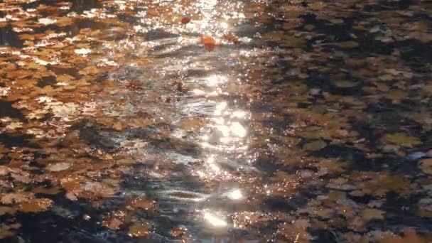 Gevallen herfst kleurrijke bladeren zweven op het oppervlak van water dat flikt zonnestralen — Stockvideo