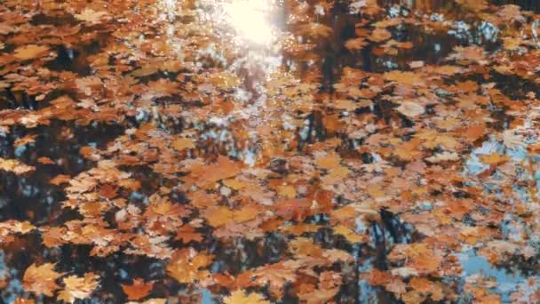 Les feuilles colorées tombées à l'automne flottent à la surface de l'eau qui reflète le soleil — Video