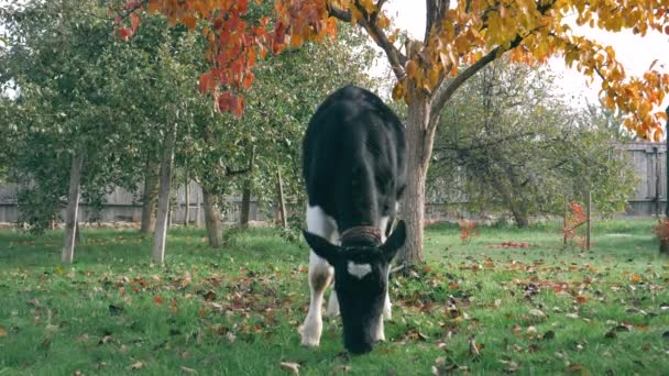 Boskap ung Ko tjudrad bete gräs i trädgården gyllene på hösten — Stockvideo