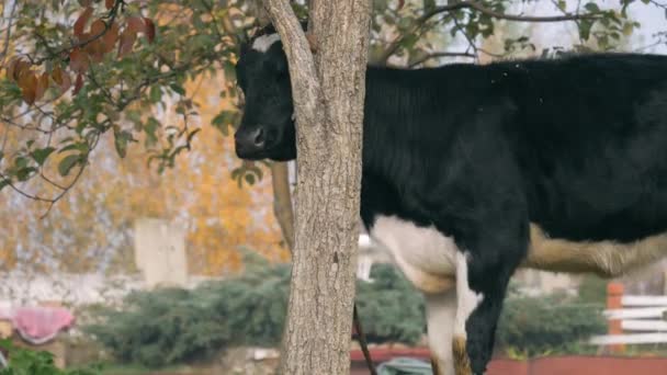 Jeune vache grattant son cou sur l'écorce d'un arbre dans le jardin — Video