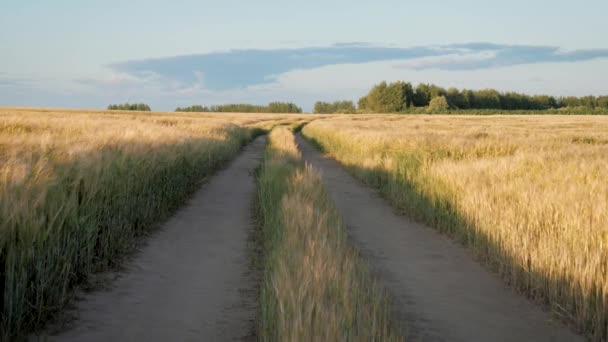Volando sobre un camino arrugado a través de un paisaje rural de campo de trigo dorado al atardecer — Vídeos de Stock