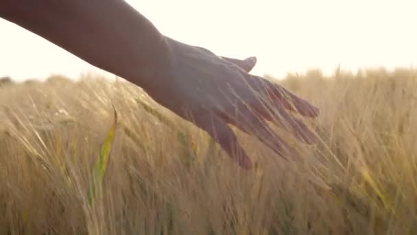 Close Up Las manos de agricultora tocan orejas doradas de trigo en el campo al atardecer — Vídeos de Stock