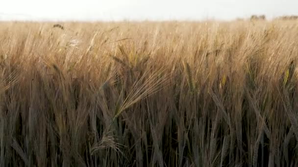 Spaziergang entlang des goldenen Feldes des gelben reifen Weizens bei Sonnenuntergang — Stockvideo