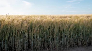 Gün Batımında Sarı Olgun Buğday Altın Alan Boyunca Hareket
