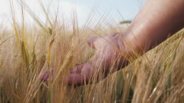 Çiftçi el tarlada buğday parmaklarının arasından geçerek yükseltir