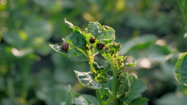 Los escarabajos de la patata de Colorado comen las hojas de la patata plaga de la agricultura — Vídeos de Stock