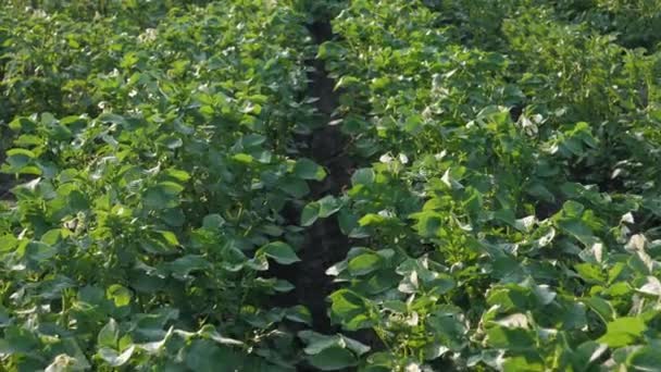 Langzame beweging langs rijen van groeiende aardappelplanten op landbouwgebied — Stockvideo