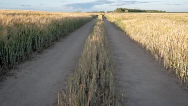 Pan-up vista estrada acidentada através de um campo de trigo dourado paisagem rural ao pôr do sol — Vídeo de Stock