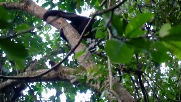 Wild Monkey schimpans klättring träd i den afrikanska djungeln — Stockvideo