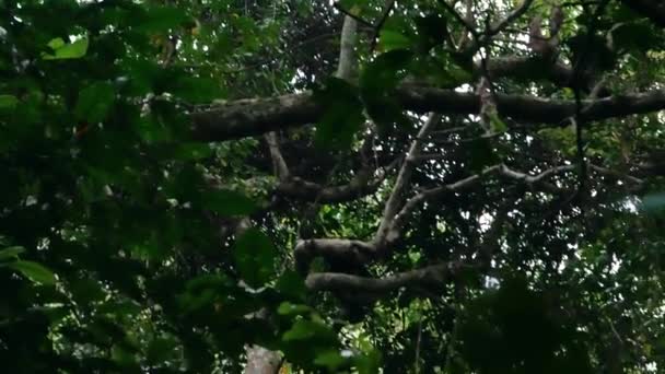 Chimpanzé de macaco selvagem com bebê escalando nas árvores na floresta tropical africana — Vídeo de Stock