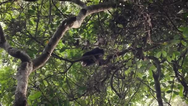 Divoká opice šimpanz váží víno a větve v tropickém lese Afriky — Stock video