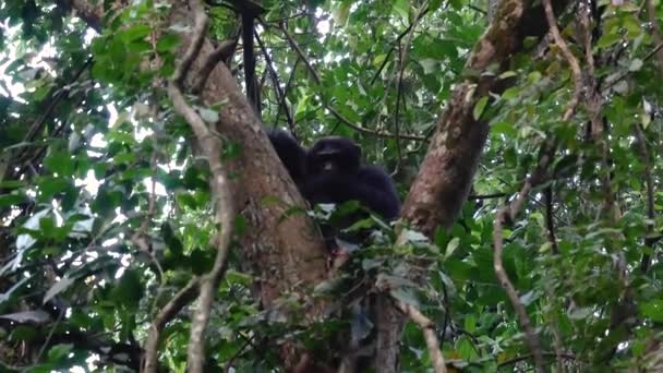 黑猩猩坐在非洲野生动物雨林的一棵树上 — 图库视频影像