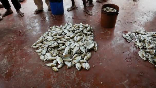 Pescadores derramaram peixe fresco no chão de concreto de baldes de recipientes no mercado — Vídeo de Stock
