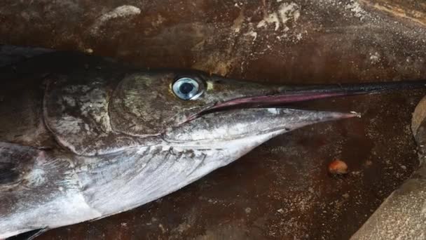 Close Up testa di pesce vela appena catturato giace sul pavimento nel mercato — Video Stock