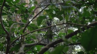 Maymun Şempanze Hızla Lianas Ve Afrika Tropikal Ormanda Tırmanma