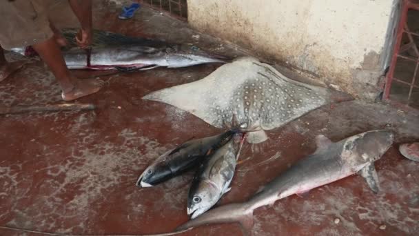 Vendedor no mercado corta um pedaço de peixe marinho recém-apanhado no chão de concreto — Vídeo de Stock