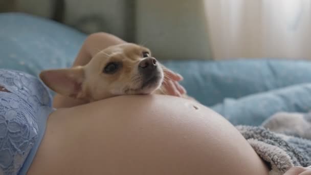 Zábavný malý pes položil hlavu na břicho těhotné ženy — Stock video