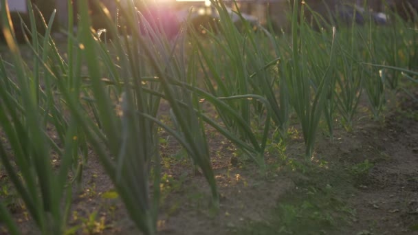 Φτερά του πράσινου κρεμμυδιού καλλιέργεια στον κήπο στο ηλιοβασίλεμα — Αρχείο Βίντεο
