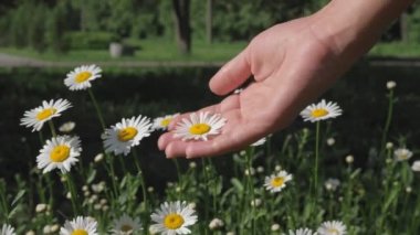 Kadın Eller Bahar Bloom bir Papatya Çiçek Yaprakları Touch