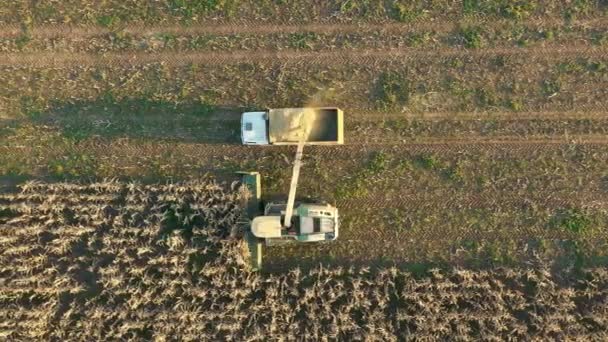 Flygfoto Kombinera skördare samla mogen majs i fält och häll det i släpvagn — Stockvideo