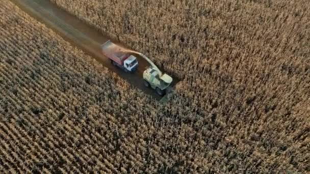 Повітряний вигляд Комбайн Harvester Зберіть Ripe Corn в полі і залийте його в вантажівці — стокове відео