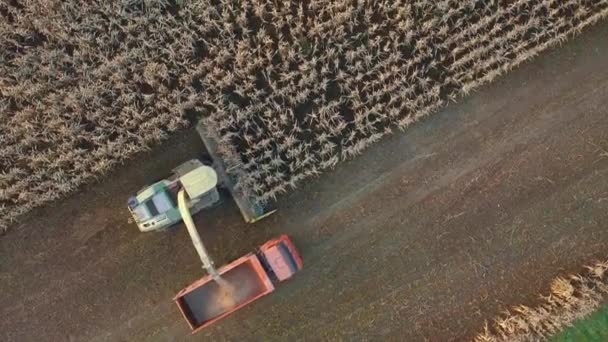 Aerial View Harvester Collect Ripe Corn In Field And Pour It In Truck At Sunset — Stok Video