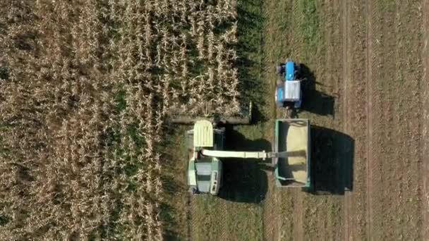 Vue Aérienne Du dessus Récolter Le Champ De Maïs Mûr Et Le Verser Dans La Remorque De Camion 
